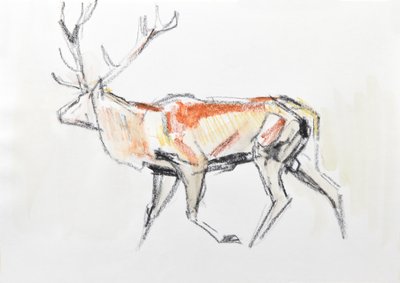 Red Deer Stag, 2020 (akvarelli paperille) tekijältä David Mayer