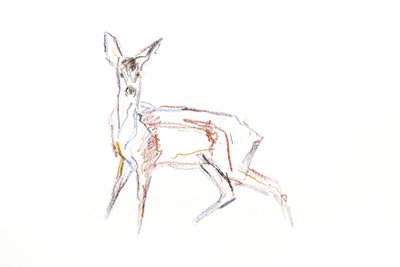 Roe Deer Young, 2021 (kynä paperille) tekijältä David Mayer