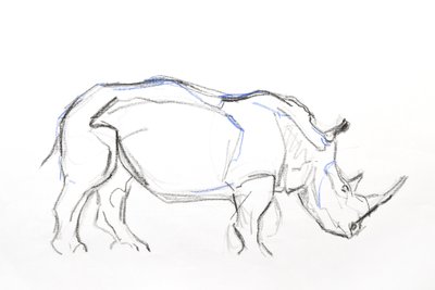 White Rhino, 2021 (liitu ja akvarelli paperille) tekijältä David Mayer