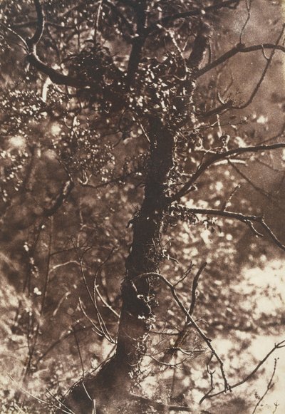 The Fairy Tree at Colinton, 1846. Tekijät: David Octavius Hill, Robert Adamson, Hill & Adamson. tekijältä Hill and Adamson