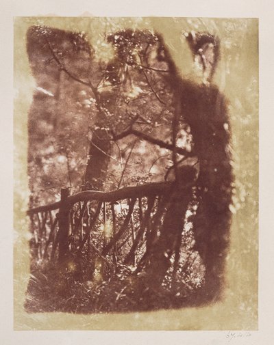 Aita ja puut Colinton Woodissa (suolapaperiprintti kalotyyppinegatiivista) tekijältä David Octavius Hill