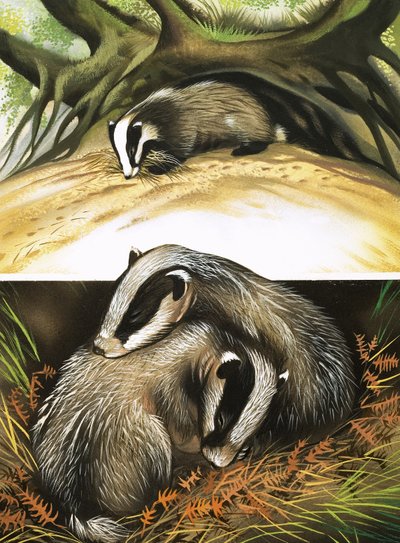 Herra ja rouva Badger kotona tekijältä David Pratt