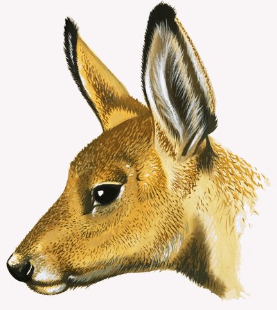 Metsäkauris tekijältä David Pratt