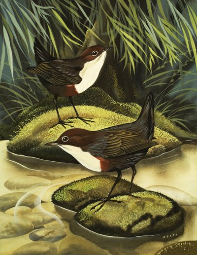 Dipper, joka tunnetaan myös nimellä Water Ousel. tekijältä David Pratt