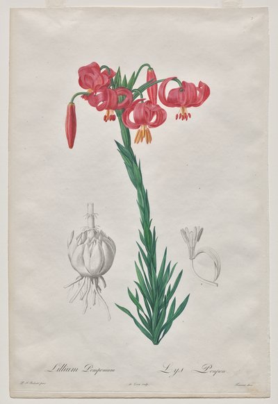 Lillium Pomponium (Turban Lily), levy 7 Les Liliacéesilta tekijältä De Gouy
