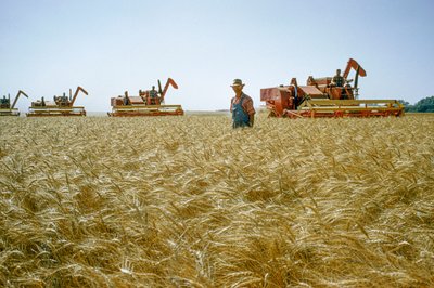 Maanviljelijä kävelee vyötärön korkuisen vehnän läpi, kun leikkuupuimurit pyörivät hänen takanaan. Partridge, Kansas. tekijältä Dean Conger