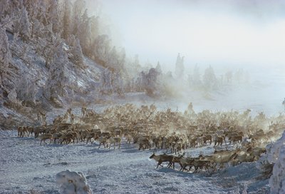 Poro, hirvi, karibu tai vastaava eläinlauma lumisessa talvimaisemassa, N... tekijältä Dean Conger