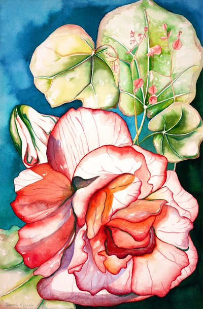 Begonia; 2006 (akvarelli) tekijältä Deborah Eve Alastra