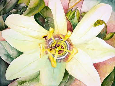 Passionflower, 2007 (akvarelli) tekijältä Deborah Eve Alastra