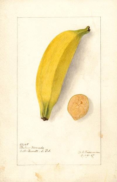 Banaanit ( Musa: Purppurabanaani) (akvarelli) tekijältä Deborah Griscom Passmore