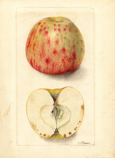 Katkerat omenat (Malus domestica) (akvarelli) tekijältä Deborah Griscom Passmore