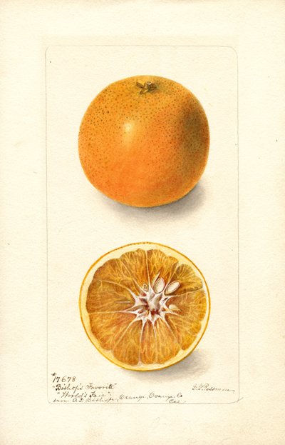 Appelsiinit (Citrus sinensis: Bishops Favorite) (vesiväri) tekijältä Deborah Griscom Passmore