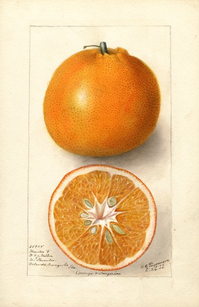 Appelsiinit (Citrus sinensis: Thornton nro 5) (vesiväri) tekijältä Deborah Griscom Passmore