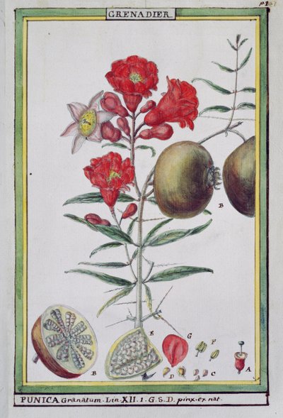 Granaattiomenapuu, Florindie ou Historie physico-economique des vegetaux de la Torride, 1789 tekijältä Delahaye