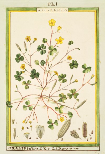 Bermuda leinikki (Oxalis biflora tai pes-caprae), vesiväri Delahaye tekijältä Delahaye Delahaye