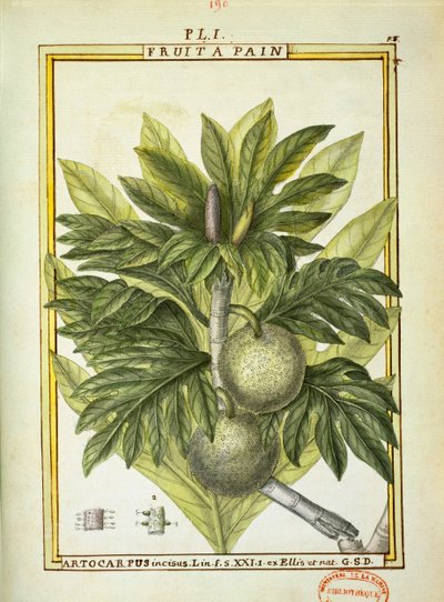 Leipäpuu (Artocarpus altilis), Delahayen akvarelli tekijältä Delahaye Delahaye