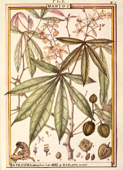 Maniikka (Jatropha manihot), kirjoittanut Delahaye, akvarelli tekijältä Delahaye Delahaye