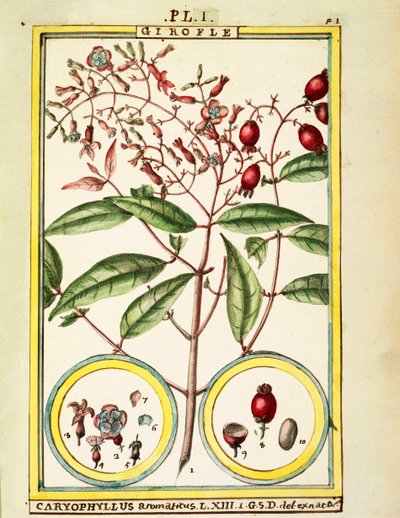 Neilikka (Caryophyllus Aromaticus), Delahayen akvarelli tekijältä Delahaye Delahaye