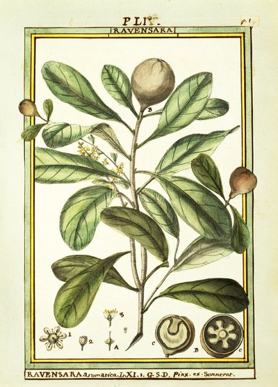 Cryptocarya Aromatica, akvarelli Delahaye tekijältä Delahaye Delahaye