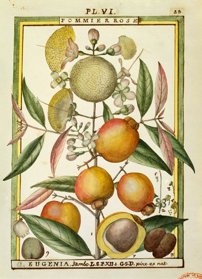 Malabar-luumu tai ruusuomena (Eugenia Jambos tai Syzygium Jambos), akvarelli Delahaye tekijältä Delahaye Delahaye