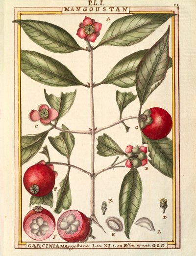 Mangosteen (Garcinia mangostana), Delahayen akvarelli tekijältä Delahaye Delahaye