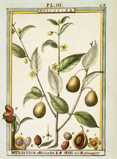 Muskottipähkinä (Myristica fragrans tai officinalis), Delahayen vesiväri tekijältä Delahaye Delahaye