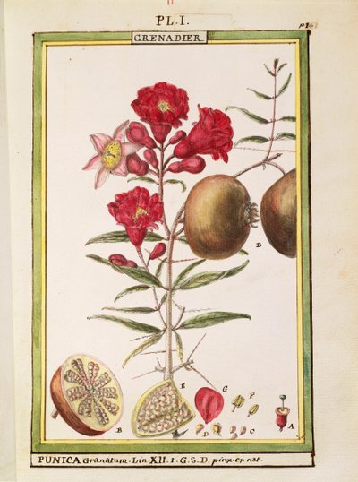 Granaattiomena (Punica granatum), Delahayen akvarelli tekijältä Delahaye Delahaye