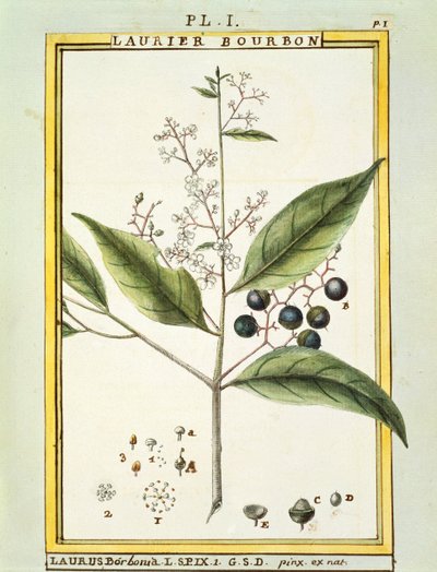 Red Bay Tree (Laurus borbonia tai Persea carolinensis), Delahayen akvarelli tekijältä Delahaye Delahaye