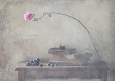 Vintage Books ja Bloom tekijältä Delphine Devos