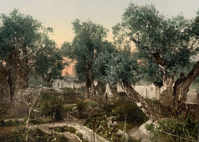 Getsemanen puutarha, Jerusalem, Pyhä maa, n. 1890 - n. 1900 (valokuvatulostus) tekijältä Detroit Photographic Co.