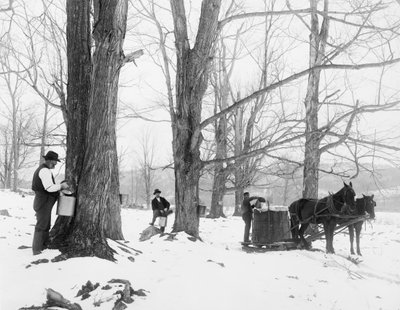 Kerää mehua Vermontin vaahterasokerileirillä tekijältä Detroit Publishing Co.