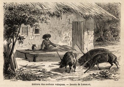 Valaque-sikojen etuosien tukkeumat, jotka on näin kiinnitetty, Romaniassa. Kaiverrus havainnollistamaan matkaa Pariisista Bukarestiin, valmistelija Lancelot, vuonna 1860, julkaistiin "Le tour du monde, nouveau journal des voyages" ohjauksessa tekijältä Dieudonne Auguste Lancelot