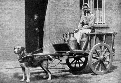Belgialainen maitonainen aamukierroksella, Belgia, 1922. tekijältä Donald McLeish