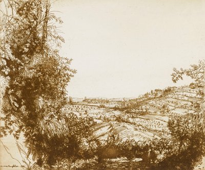 Olive Groves tekijältä Donald Shaw MacLaughlan