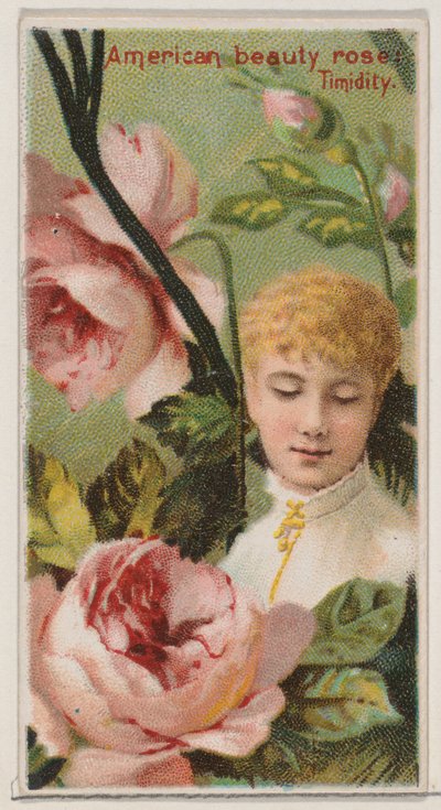American Beauty Rose: Timidity, sarjasta Floral Beauties and Language of Flowers N..., 1892. tekijältä Donaldson Brothers