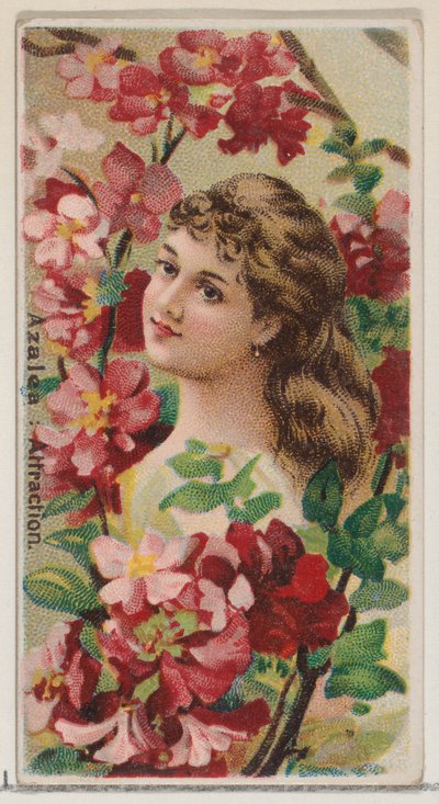 Azalea: Attraction, sarjasta Floral Beauties and Language of Flowers N75 for Duke..., 1892. tekijältä Donaldson Brothers