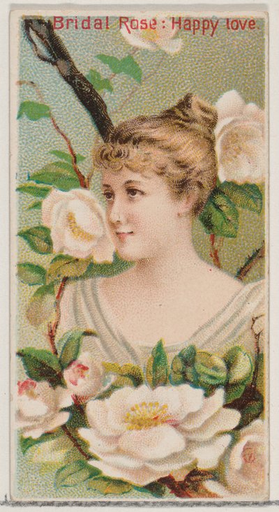 Morsiusruusu: Hyvää rakkautta, sarjasta Floral Beauties and Language of Flowers N75 for..., 1892. tekijältä Donaldson Brothers