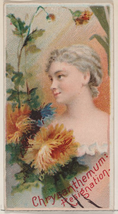 Chrysanthemum: Resignation, sarjasta Floral Beauties and Language of Flowers N75 ..., 1892. tekijältä Donaldson Brothers