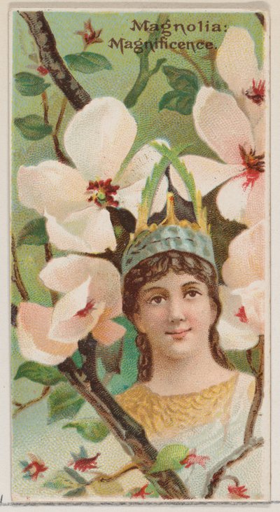 Magnolia: Magnificence, sarjasta Floral Beauties and Language of Flowers N75 ..., 1892. tekijältä Donaldson Brothers