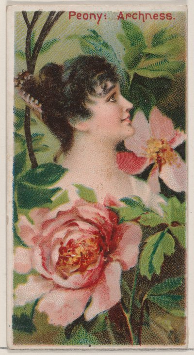 Pioni: Archness, sarjasta Floral Beauties and Language of Flowers N75 for Duke br..., 1892. tekijältä Donaldson Brothers