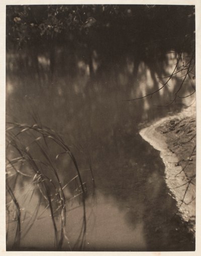 Tutkimus veteen heijastuneista puista, n.1925-34 (platinavedos). tekijältä Doris Ulmann