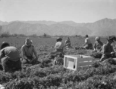 Porkkanan vetäjät Texasista, Oklahomasta, Missourista, Arkansasista ja Meksikosta, Kaliforniasta. tekijältä Dorothea Lange