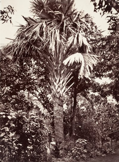 Grand Latanier, 1863. tekijältä Désiré Charnay