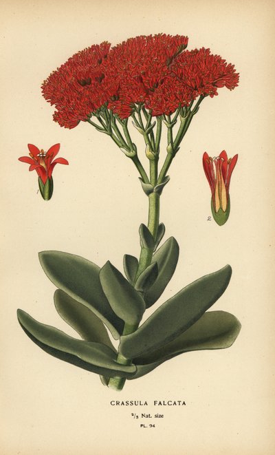 Lentokonekasvi, Crassula perfoliata var. leuka. tekijältä Désiré Georges Jean Marie Bois
