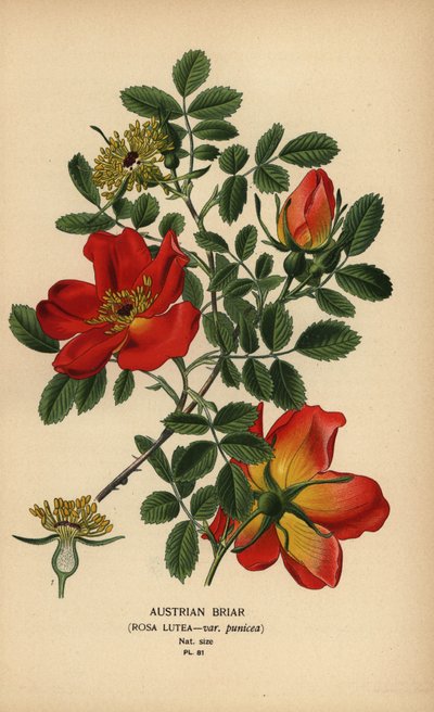 Itävallan briar ruusu, Rosa lutea var. punicea. tekijältä Désiré Georges Jean Marie Bois
