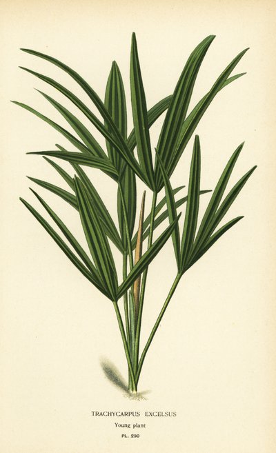 Leveälehtinen ladypalmu tai bambupalmu, Rhapis excelsa (Trachycarpus excelsus). Kromolitografia Desire Bois