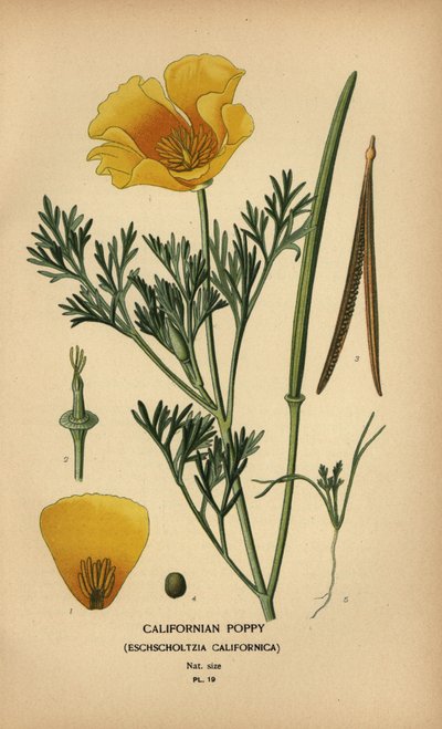 Kalifornian unikko, Eschscholzia californica tekijältä Désiré Georges Jean Marie Bois