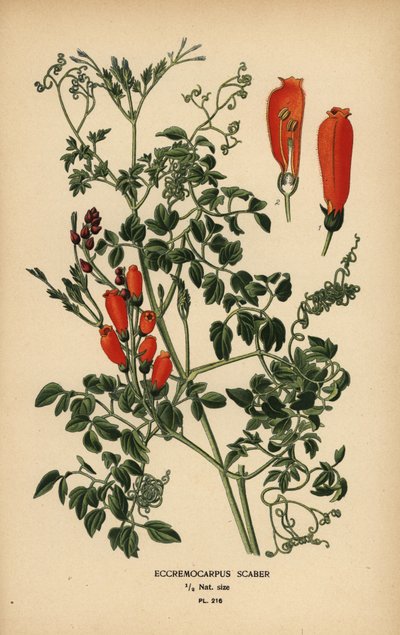 Chilen glory-flower, Eccremocarpus scaber. tekijältä Désiré Georges Jean Marie Bois