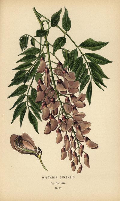 Kiinan wisteria, Wisteria sinensis. tekijältä Désiré Georges Jean Marie Bois