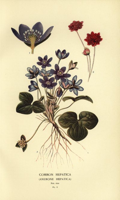 Common hepatica, Anemone hepatica. tekijältä Désiré Georges Jean Marie Bois